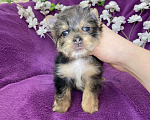 Собаки в Москве: Йорк с голубыми глазами крупный мальчик мерле Мальчик, 60 000 руб. - фото 6