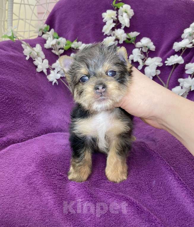 Собаки в Москве: Йорк с голубыми глазами крупный мальчик мерле Мальчик, 60 000 руб. - фото 6