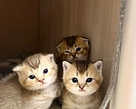 Кошки в Мичуринске: котята шиншильные Разнополые, 4 999 руб. - фото 4
