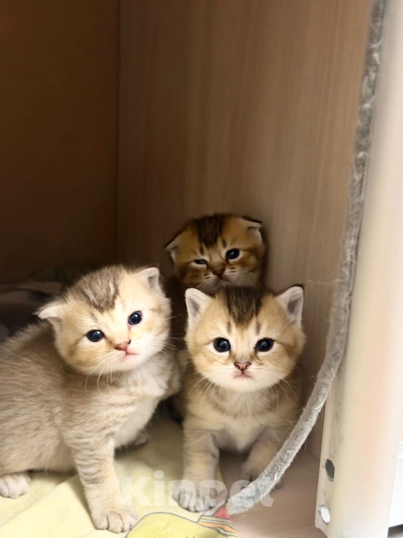 Кошки в Мичуринске: котята шиншильные Разнополые, 4 999 руб. - фото 4