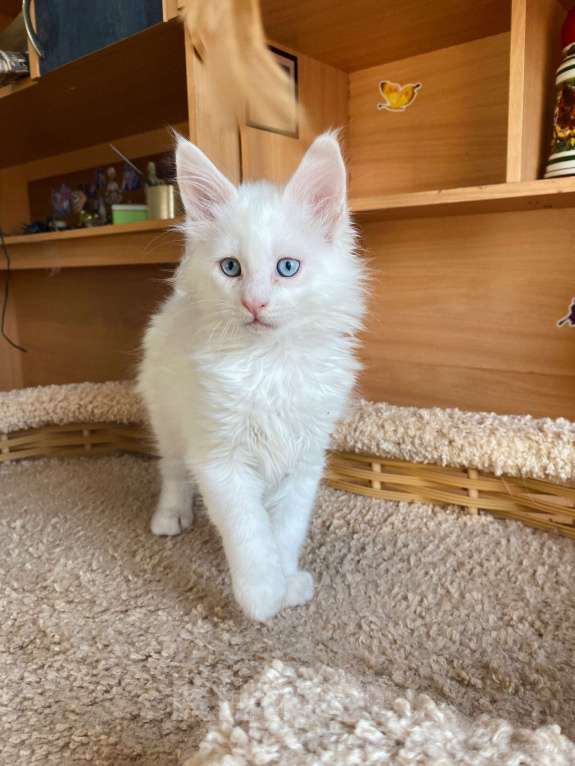 Кошки в Екатеринбурге: голубоглазый малыш Мальчик, 35 000 руб. - фото 3