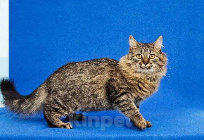 Кошки в Москве: Пушистый котик Орешек ищет семью Мальчик, Бесплатно - фото 9