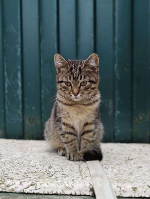 Кошки в Красногорске: Котенок Тигрица 3 месяца ищет теплый уголок в доме  Девочка, Бесплатно - фото 2