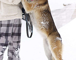 Собаки в Балашихе: Красивая добрая почти овчарка 1 г. из приюта Девочка, Бесплатно - фото 5