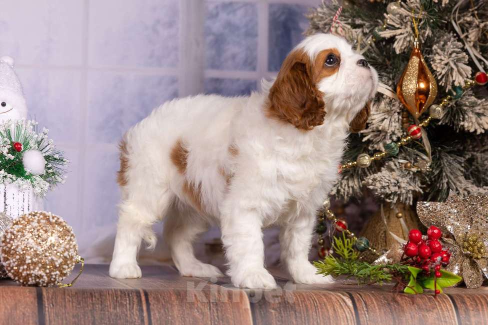 Собаки в Королеве: Кавалер Кинг Чарльз спаниель щенок девочка мини Девочка, 75 000 руб. - фото 8