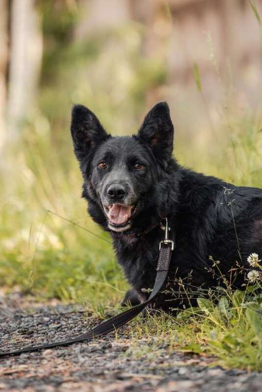 Собаки в Москве: Небольшая черная собачка Эльза в добрые руки Девочка, Бесплатно - фото 2
