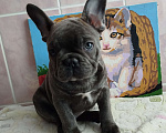 Собаки в Москве: Французский бульдог  Мальчик, 55 000 руб. - фото 3