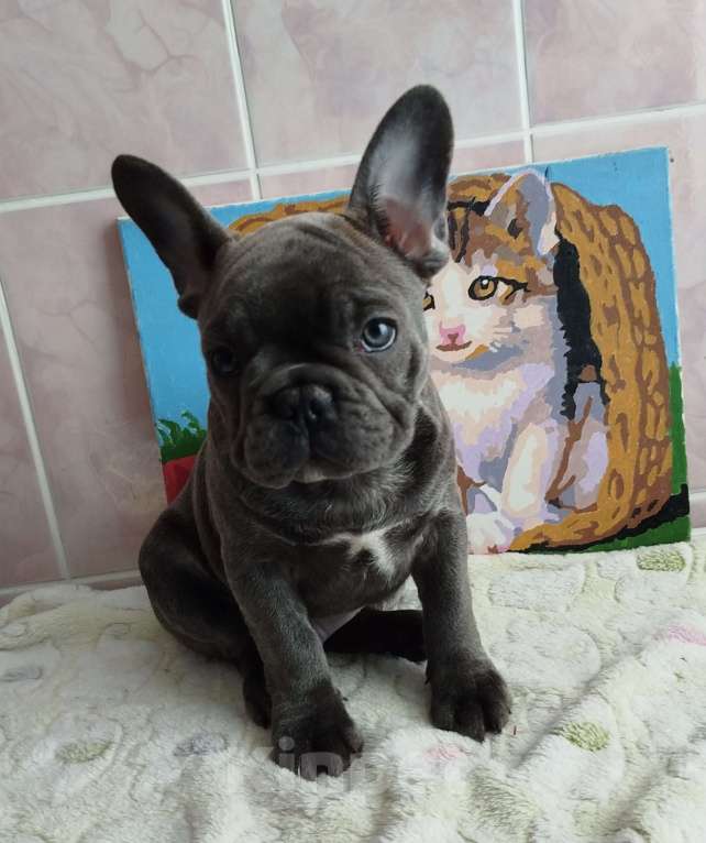 Собаки в Москве: Французский бульдог  Мальчик, 55 000 руб. - фото 3