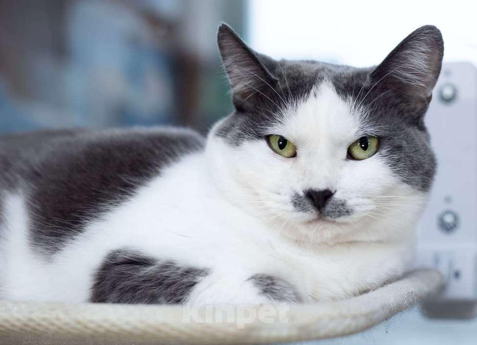 Кошки в Москве: Ласковая и спокойная кошечка Василиса в дар Девочка, 10 руб. - фото 5