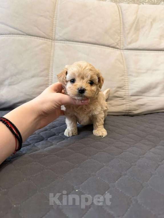 Собаки в Москве: Мальтипу микро. Девочки Девочка, Бесплатно - фото 5