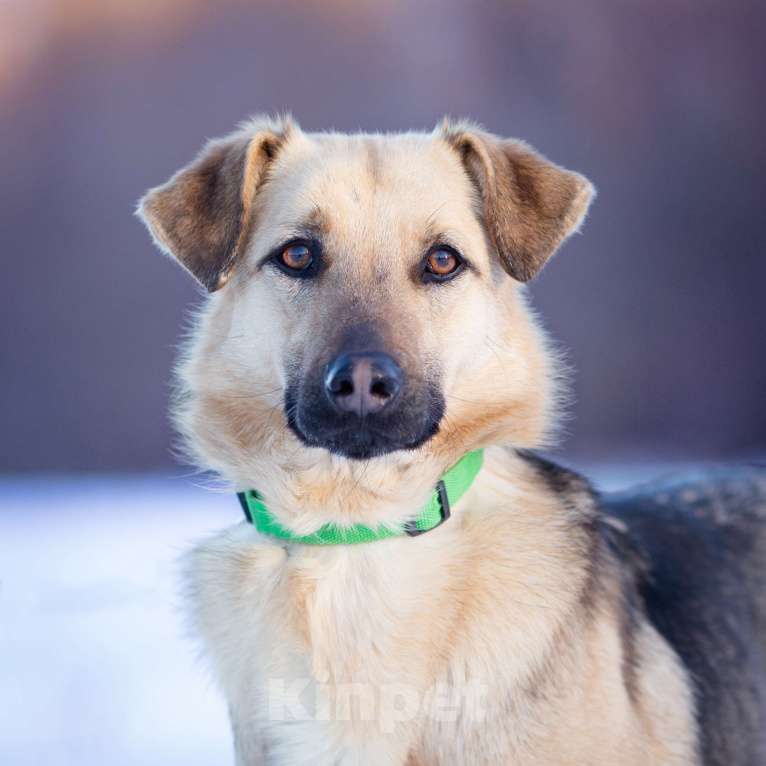 Собаки в Москве: Грей, 2 года в поисках своей семьи Мальчик, Бесплатно - фото 7