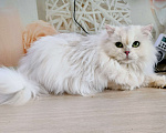 Кошки в Воронеже: Серебристая длинношерстная шиншилла Девочка, 15 000 руб. - фото 1