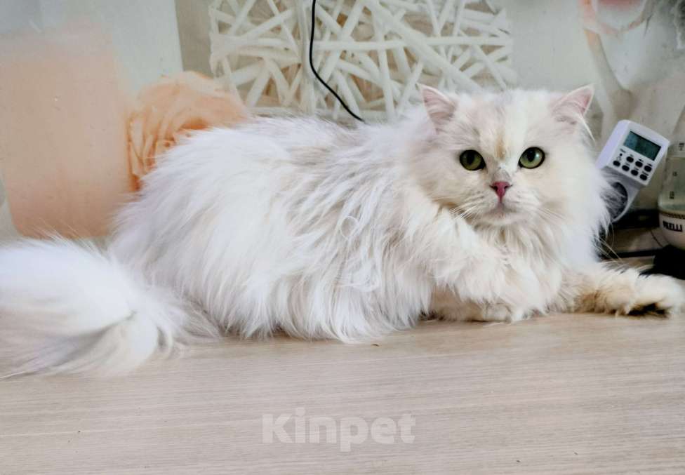 Кошки в Воронеже: Серебристая длинношерстная шиншилла Девочка, 15 000 руб. - фото 1