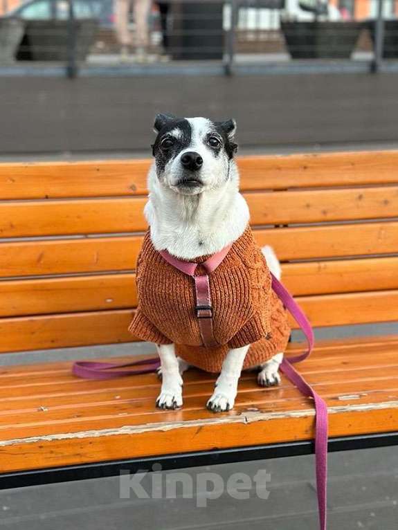Собаки в Москве: Небольшая домашняя собачка Вега, метис Джек Рассела ищет дом Девочка, 10 руб. - фото 4
