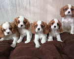 Собаки в Москве: Кавалер Кинг Чарльз спаниель Мальчики Мальчик, 80 000 руб. - фото 2