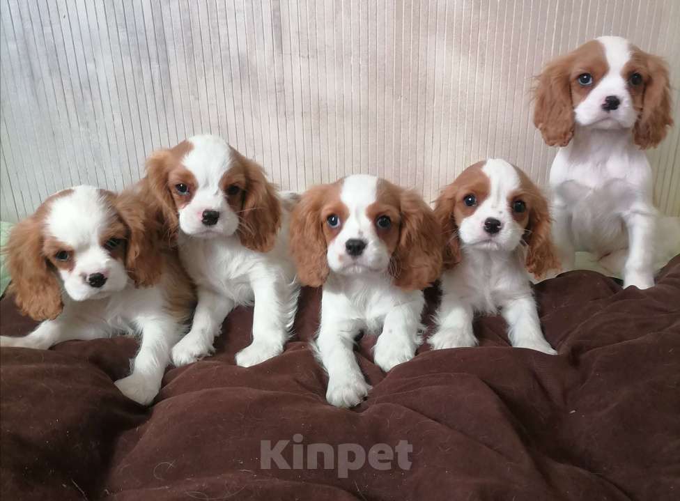 Собаки в Москве: Кавалер Кинг Чарльз спаниель Мальчики Мальчик, 80 000 руб. - фото 2