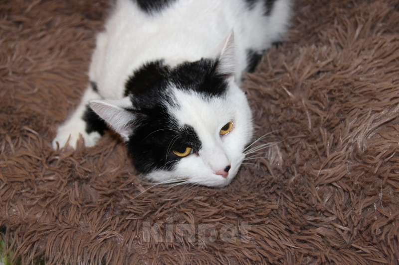 Кошки в Москве: Нежный и абсолютно бесконфликтный парень Симба в дар Мальчик, 1 руб. - фото 2