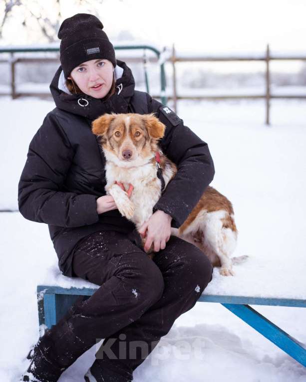 Собаки в Москве: Феня, 1 год, вес 10 кг Девочка, Бесплатно - фото 6