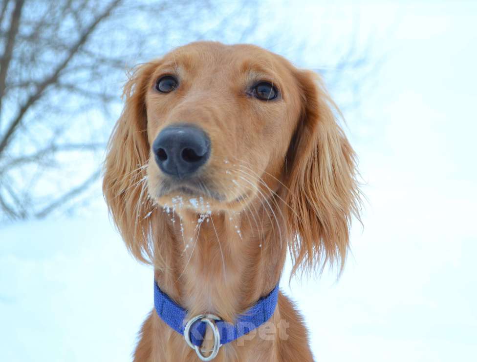 Собаки в Глазове: ADDIL ASSAD Мальчик, Бесплатно - фото 1