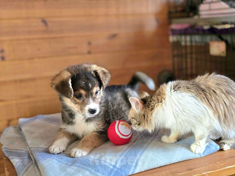 Собаки в Новосибирске: Щенок отчаянно ищет свой дом в Новосибирске Мальчик, Бесплатно - фото 6