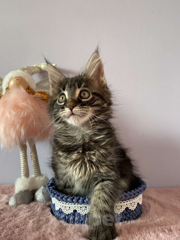 Кошки в Санкт-Петербурге: Котенок Мейн Кун девочка лесного окраса  Девочка, 45 000 руб. - фото 1