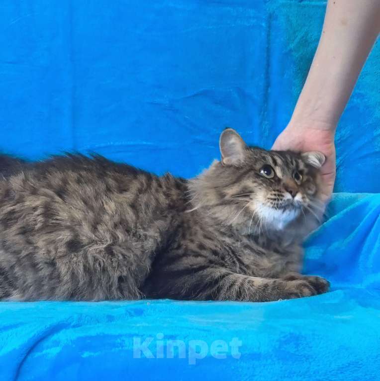 Кошки в Москве: Ласковая кошечка Анфиса ищет семью Девочка, Бесплатно - фото 4