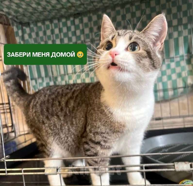 Кошки в Москве: Котёнок Твинки в добрые руки Девочка, Бесплатно - фото 1