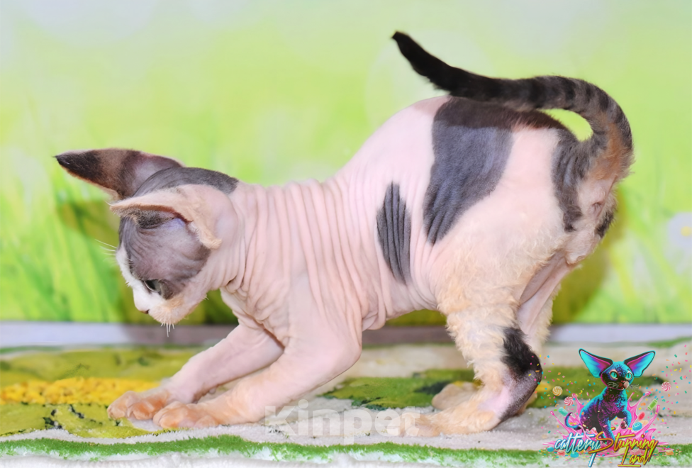 Кошки в Москве: Мальчик черный арлекин Мальчик, 60 000 руб. - фото 2