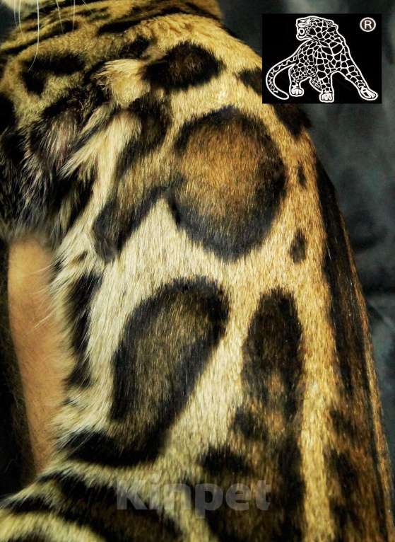 Кошки в Петропавловске-Камчатском: Бенгальский котенок. ШОУ класс Девочка, Бесплатно - фото 1