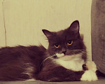 Кошки в Нижнем Новгороде: Шотландская кошка Девочка, Бесплатно - фото 1