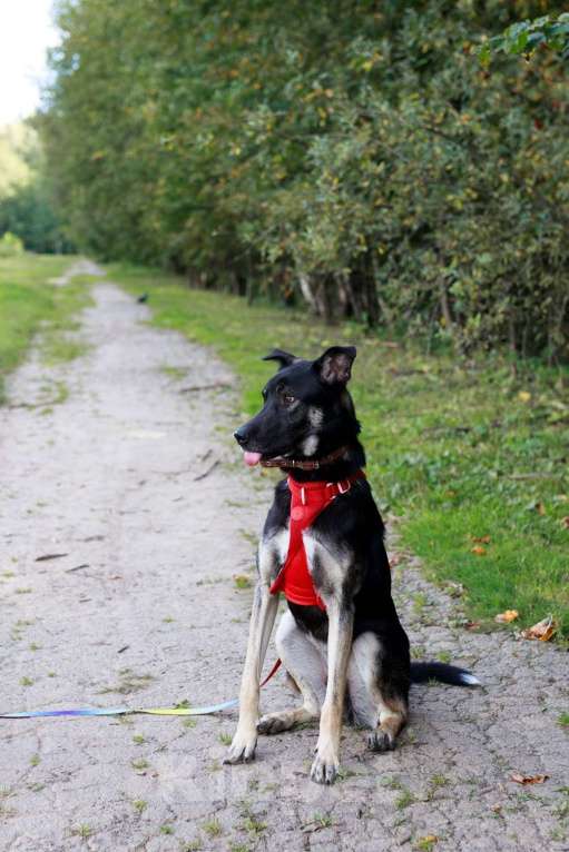 Собаки в Москве: Молодой песик Бакс  ищет дом! Мальчик, Бесплатно - фото 4