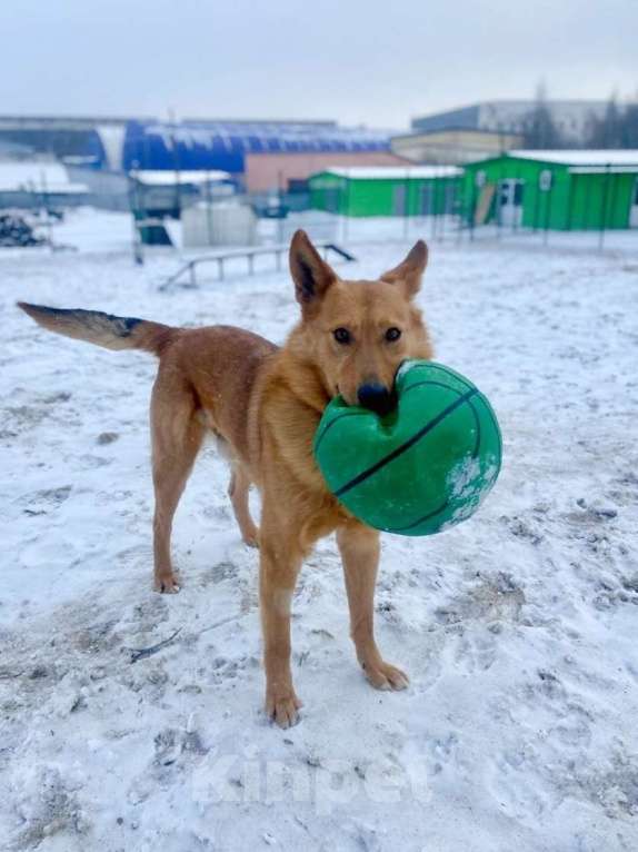 Собаки в Ярославле: Арни Ждет Вас в приюте! Мальчик, Бесплатно - фото 7