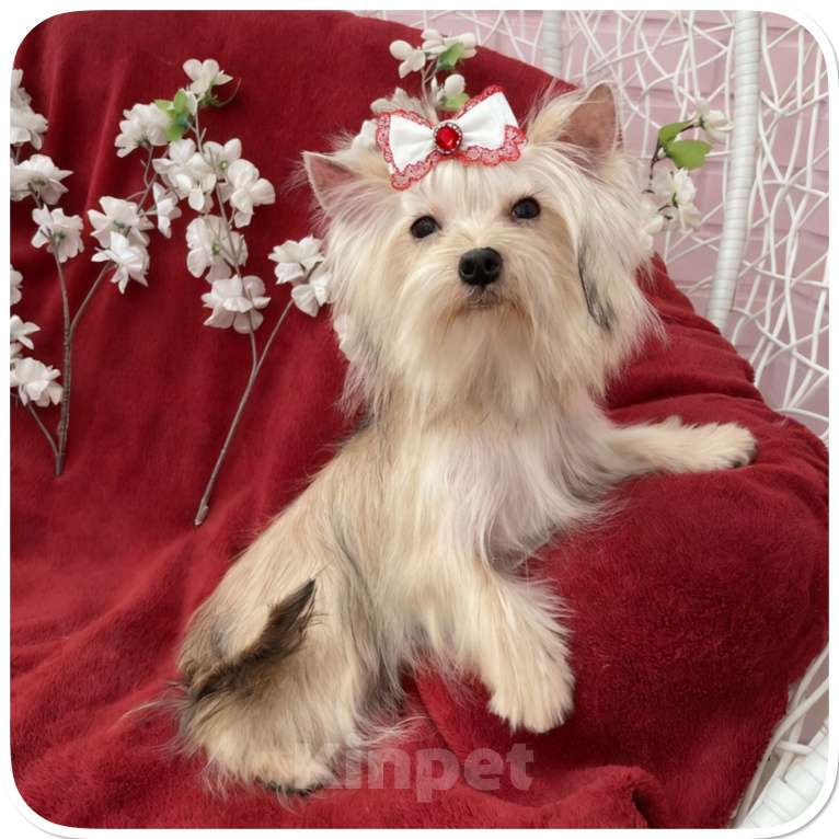 Собаки в Москве: Мини йорк девочка золотая подрощенная Девочка, 80 000 руб. - фото 2