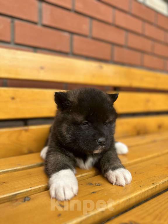 Собаки в Перми: Акита Девочка, 30 000 руб. - фото 4