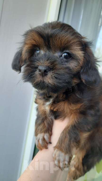 Собаки в Санкт-Петербурге: Щенок Петербургской Орхидеи Мальчик, 50 000 руб. - фото 4