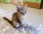 Кошки в Мытищах: Британские котята  Мальчик, 10 000 руб. - фото 1