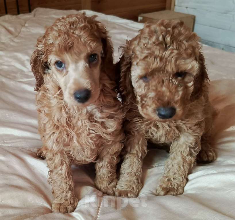 Собаки в Москве: Средний пудель, щенки Разнополые, Бесплатно - фото 1