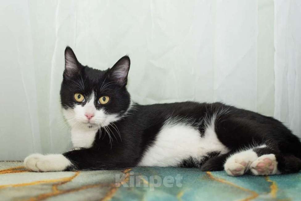 Кошки в Москве: Веня Мальчик, Бесплатно - фото 1