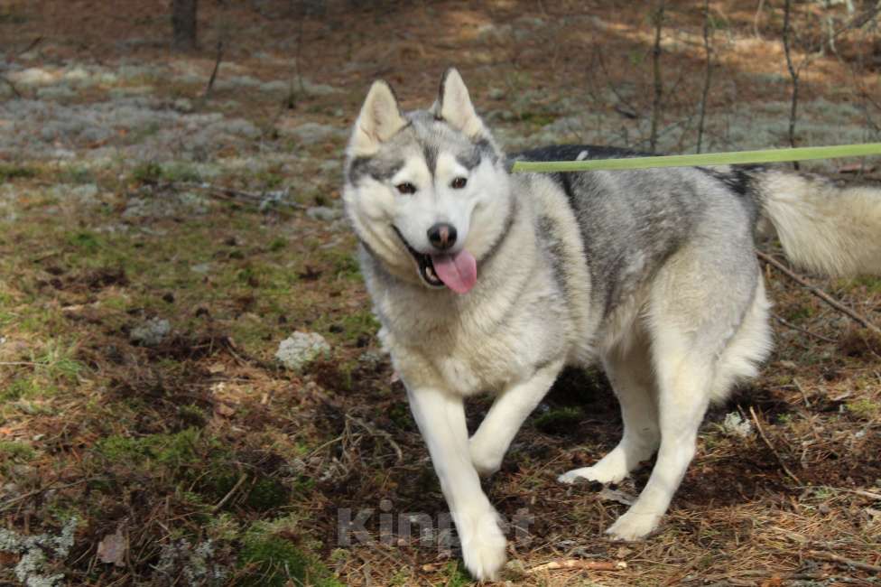 Собаки в Москве: Красавица, умница Пижма, найденушка из Владимирской области Девочка, Бесплатно - фото 5