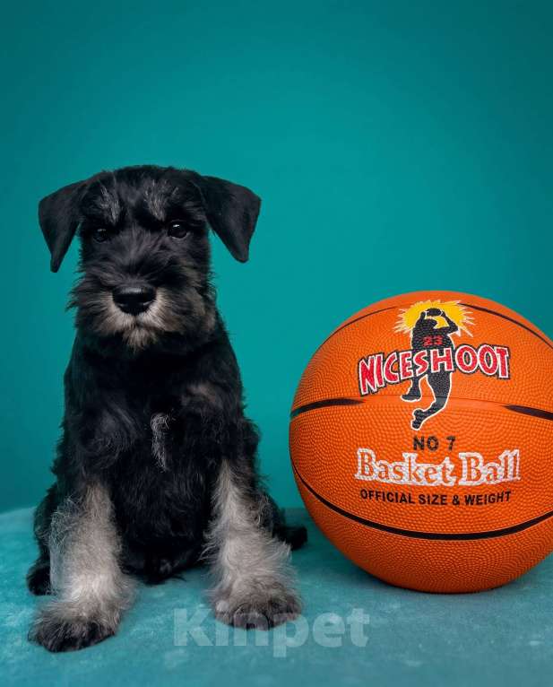 Собаки в Уфе: Щенки двергшнауцера Мальчик, Бесплатно - фото 3