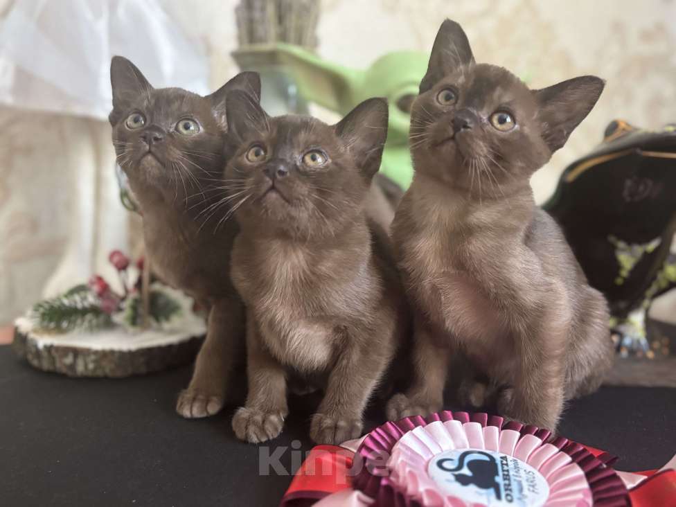 Кошки в Москве: Бурманская кошка соболиного окраса Девочка, 120 000 руб. - фото 7