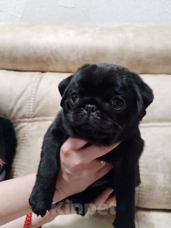 Собаки в Самаре: Щенки мопса шоу класса Девочка, 55 000 руб. - фото 2