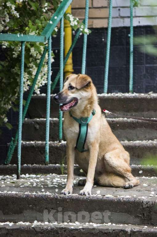Собаки в Москве: Барабуля девочка с самой потрясающей улыбкой ищет дом. Девочка, Бесплатно - фото 10