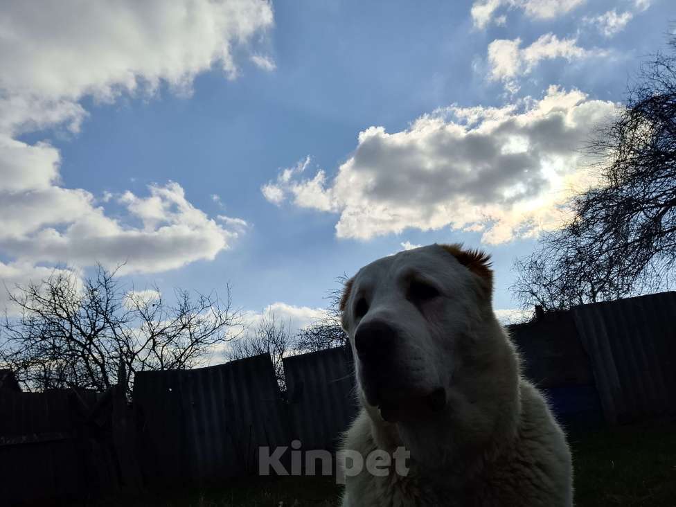 Собаки в других городах Краснодарского края: Алабай (САО) Мальчик, Бесплатно - фото 3