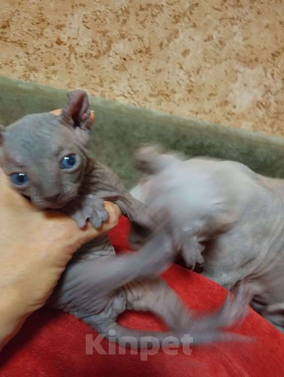 Кошки в Тутаеве: Малыш двэльф Девочка, 20 000 руб. - фото 3