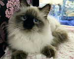 Кошки в Новосибирске: Невские маскарадные котята Девочка, 35 000 руб. - фото 1