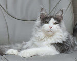 Кошки в Наро-Фоминске: Лучший мейн-кун на вязку, 10 000 руб. - фото 2