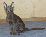 Кошки в Краснодаре: Ориентальный котенок Мальчик, 15 000 руб. - фото 4