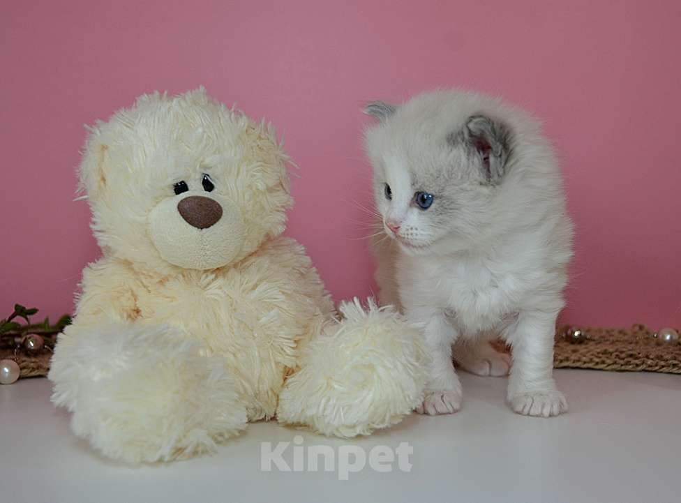 Кошки в других городах Московской области: Котята рэгдолл для детей Мальчик, 70 000 руб. - фото 2