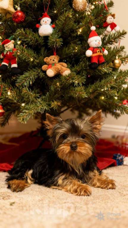 Собаки в Жуковском: Миниатюрная девочка йорка Девочка, 40 000 руб. - фото 5